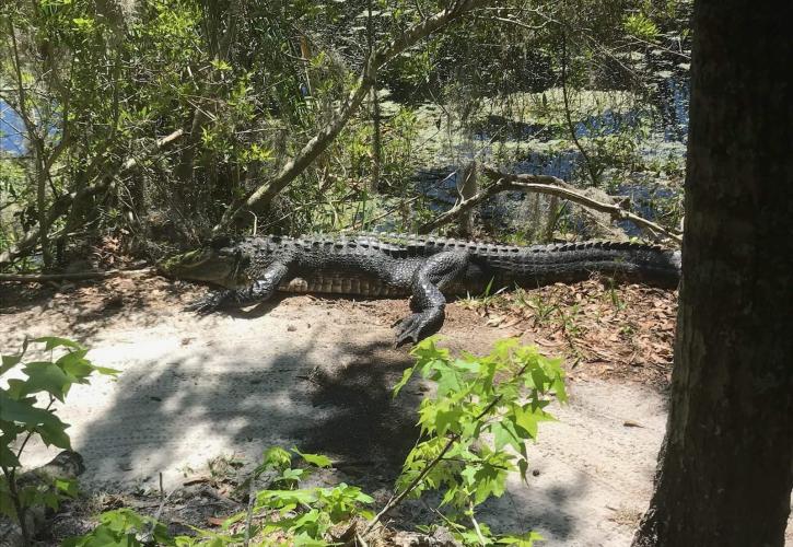 American Alligator basking in the sun